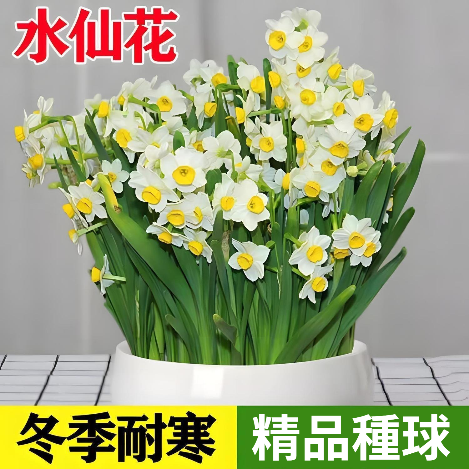【比香水還香,盛開在冬天,新手也能輕鬆養爆花,种一次年年有花看】重辦洋水仙,耐寒易養,不挑環境,水培土培都可以,現在種下,過年就開花,滿屋飄香,清新怡人! 【比香水還香,盛開在冬天,新手也能輕鬆養爆花,种一次年年有花看】重辦洋水仙,耐寒易養,不挑環境,水培土培都可以,現在種下,過年就開花,滿屋飄香,清新怡人!