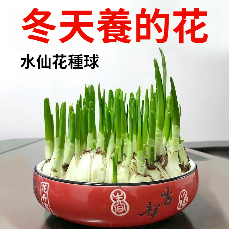 【比香水還香,盛開在冬天,新手也能輕鬆養爆花,种一次年年有花看】重辦洋水仙,耐寒易養,不挑環境,水培土培都可以,現在種下,過年就開花,滿屋飄香,清新怡人! 【比香水還香,盛開在冬天,新手也能輕鬆養爆花,种一次年年有花看】重辦洋水仙,耐寒易養,不挑環境,水培土培都可以,現在種下,過年就開花,滿屋飄香,清新怡人!